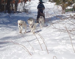 Perros de trineo 